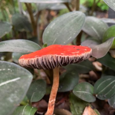 santi_dwg's profile picture. professional toker 〄