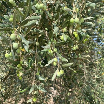 Il #vivaio NavarroPiras si occupa della #vendita e della produzione di #piante di #olivo e di #mandorlo #Arbequina #Arbosana #Semidana #Pistacchio #Larnaka