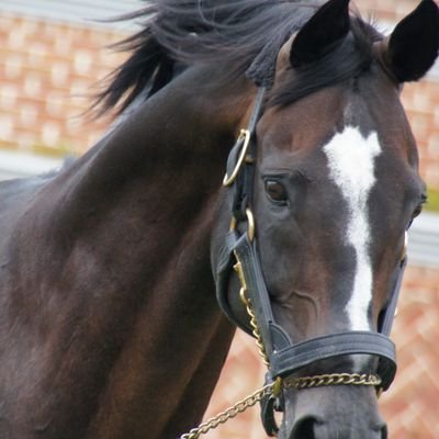 SW199552's profile picture. スペシャルウィークが大好きな40代おっさんです。ケーコジを少々やってます。