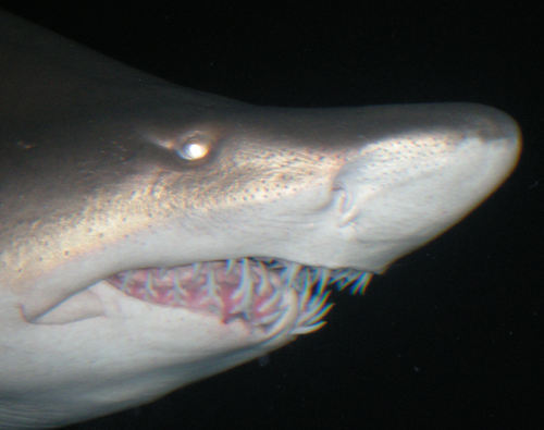 kturnerj's profile picture. 