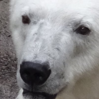 polar_bear_cpg's profile picture. プロセカ/アクナイ/原神/(Yu-Gi-Oh_MD)/メメモリ(w60)/リバリバ/シャドバ