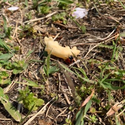 nyankoromochi41's profile picture. 好きが溢れた時に登場します多分