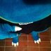 Horny Feraligatr (@CubarinAd) Twitter profile photo