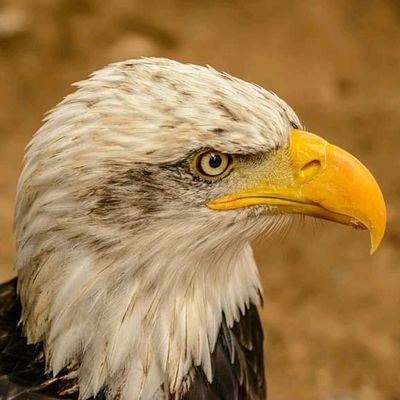 djouda_jerrold's profile picture. Sport NFL NBA Basketball Universitaire MLB NASe Avis Musique Pop Voyage Culture Automobile Mode et Beauté Personnalités Inspirantes