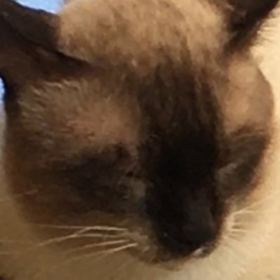 irfandeni07's profile picture. 