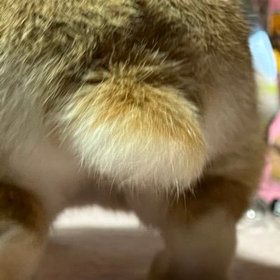 usappi_kouya's profile picture. こーやしてるんだ！