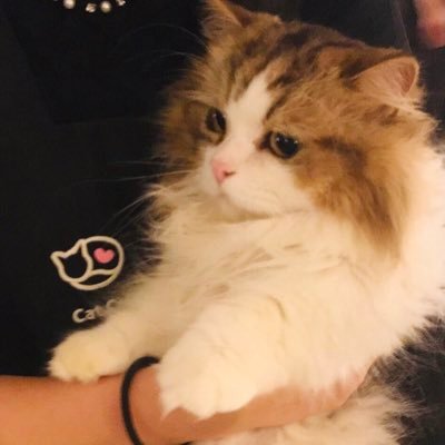 ねこまみれ Tomoyan2610 Twitter ねこまみれ Tomoyan2610 Twitter