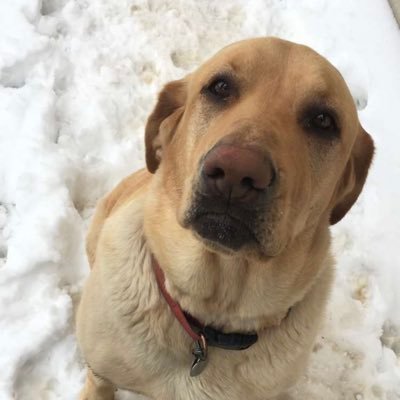 Lucy the Yellow Lab & the sweet dogs my mom walks!! 🐶 #dogsoftwitter #dogs please visit my family’s gofundme below ❤️