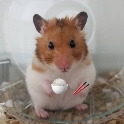 おこめ🐹ゴールデンハムスター♂
2021.5.16🎂2021.6.16🏠(2歳3ヶ月)~2023.9.10🌈
ハムちゃんがいると毎日癒されますね✨
いいねやリツイート、無言フォロー失礼します🙇♀️
ハムスター好きさんと繋がりたいのでよろしくお願いします🐹🌻