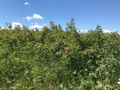 Stick_Sketches's profile picture. 