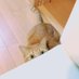 猫枠てゃ? (@kei_nekowaku3) Twitter profile photo 猫枠てゃ? (@kei_nekowaku3) Twitter profile photo