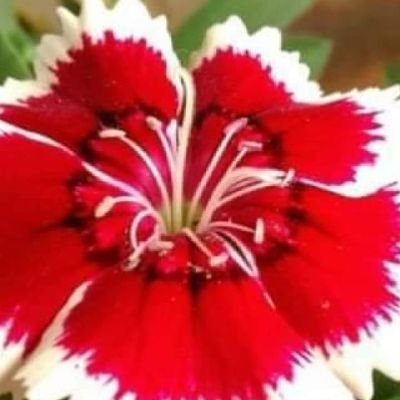 OMAR NESR (@OMARNESR4) | Twitter