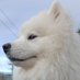 Willow The Scottish Samoyed (@willowswalks21) Twitter profile photo Willow The Scottish Samoyed (@willowswalks21) Twitter profile photo