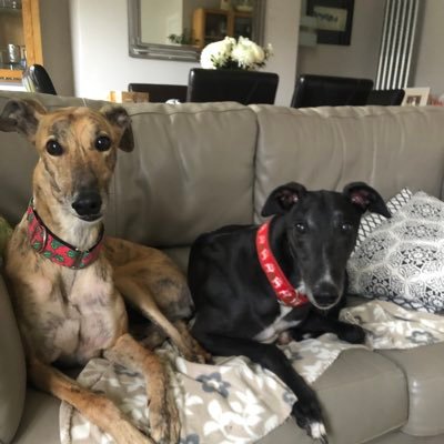 Proud mum to retired racing greyhounds Gina (Droopys Gina) and Freddy (Lostrigg Freddy) rehomed from the wonderful @seasidegreyhounds