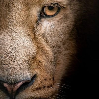 leo_solitario72's profile picture. 