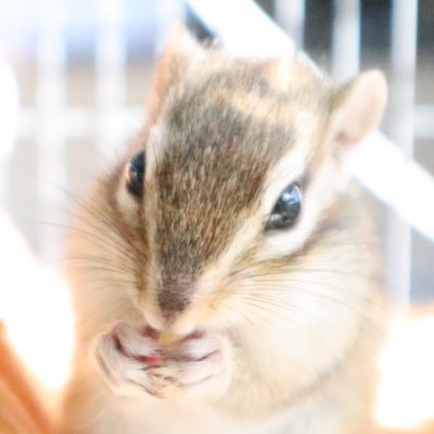 キャプテン・シマリス(キャップ)の写真を撮りまくってます。