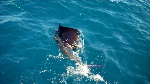 tsandora's profile picture. Marina Manager