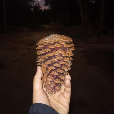 teestaskii's profile picture. 