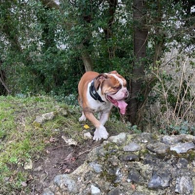 Brad Stevens Profile