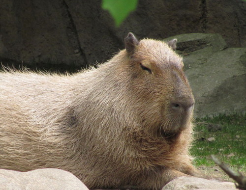 Father, Badger, Retired and Living the Dream