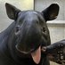 funny tapir Profile picture