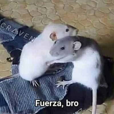 ShiraoriV's profile picture. :3