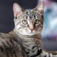 Canvassing Cats (@canvassingcats) 's Twitter Profile