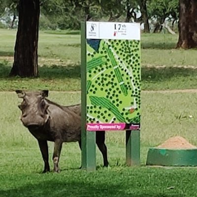 Really bad golfer, trying. Southern Africa; Colorado.