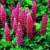 TracyJH's profile picture. Devastated to see the destruction of my country w useless politicians, ruination of small businesses, and persecution for differing opinions. #shoplocal #resist