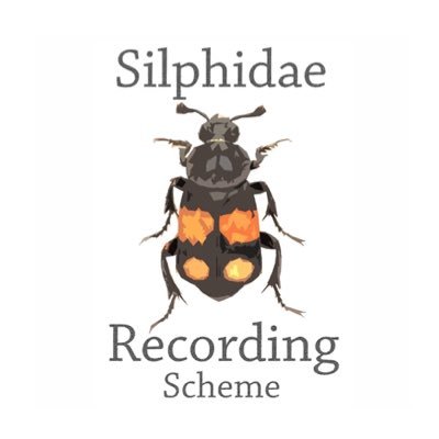 The Silphidae Recording Scheme - Promoting the recording of #CarrionBeetles in the U.K. 🔎 Scheme organisers: @AshWhiffin @SilphidEsh & Richard Wright.
