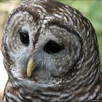 Trapper OWL