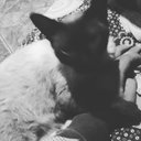 Alejandro Ferro - @lorobaronporsa - Twitter