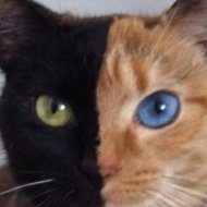 gatoohola1's profile picture. I like it