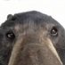 the bear (@furribruh) Twitter profile photo the bear (@furribruh) Twitter profile photo