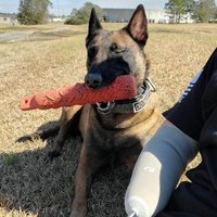 Gaia The Malinois(@MalinoisThe) 's Twitter Profile Photo