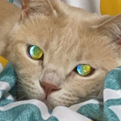 QQTO0oX9sjlX924's profile picture. ドラクエX あつ森 マイクラ スプラ ゲーム好きです。 興味あるゲームはやってみる〜(^^) 刺繍やミシンで何か作ってる基本楽しく笑っていたいな。それと大工仕事が好き‼️(笑)大工って…職人ではないし(笑)    携帯？なにそれ〜リプ？なにそれ〜携帯音痴ですが何かもんだいでも？(笑)