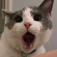 hoisha COMMISSIONS OPEN (@memeow011) 's Twitter Profile