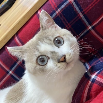 Djあおい ブログを更新しました 自粛期間が明けるのが怖い Djあおいのお手をはいしゃく T Co Osndnfuls1 Twitter