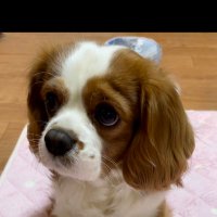 まく (@lnq2rvxuzkyevx9) 's Twitter Profile