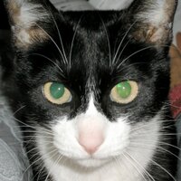 やすはら (@yashar_tw) 's Twitter Profile Photo やすはら (@yashar_tw) 's Twitter Profile Photo