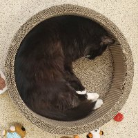 Glorious Photos of Cats Needing Homes(@ShelterCatPics) 's Twitter Profile Photo