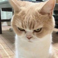 Mir Cruella Devil (@suxsoftware) 's Twitter Profile