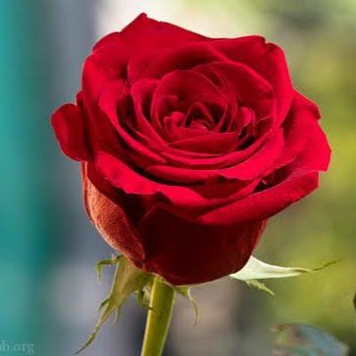 sonboy5555's profile picture. .