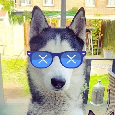 XRDOGE__ART's profile picture. XRdoge Fine Art NFTs of my huskies to represent xrdoge and xrp community. All NFTs are created and owned by me.