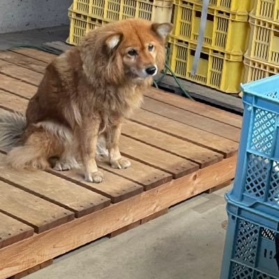 コンペートさんのプロフィール画像