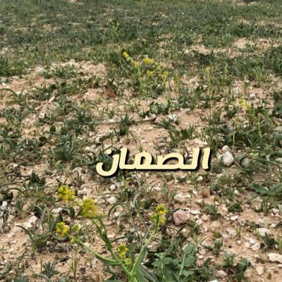 pathphender's profile picture. ماقل دل وزبدة الهرج نيشان والهرج يكفي صامله عن كثيره