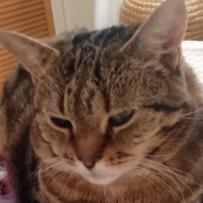 Brown Tabby Cat, #ambassacat #piratecat #wisetiggy #assistanttoweathercat