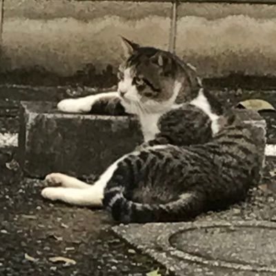 TrUBotyVVa2Fsg4's profile picture. 