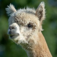 Alpacafold (@alpacafold) 's Twitter Profile