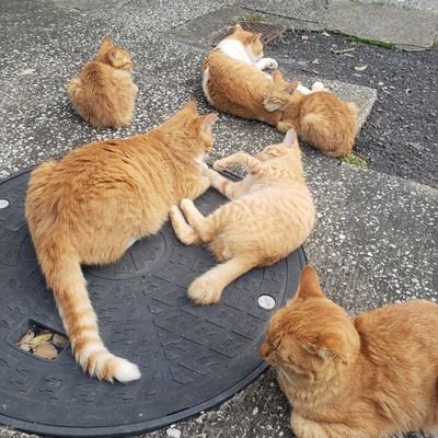 やひこさんのプロフィール画像